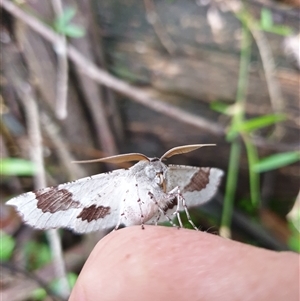 Unidentified Moth (Lepidoptera) at Barren Grounds, NSW by nancyp