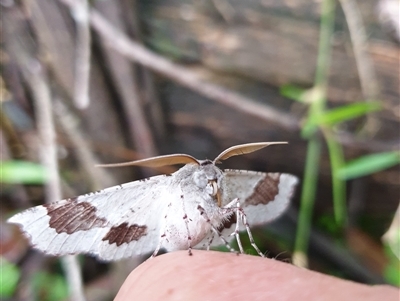 Oenochroma privata (A Geometer moth (Oenochrominae)) at Barren Grounds, NSW - 8 Apr 2020 by nancyp