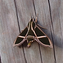 Cizara ardeniae (Coprosma Hawk Moth) at Undefined - 6 Mar 2016 by nancyp