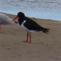 Haematopus longirostris (Australian Pied Oystercatcher) at Sandstone Point, QLD - 17 Jan 2025 by lbradley