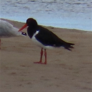 Haematopus longirostris at Sandstone Point, QLD - suppressed