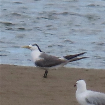 Thalasseus bergii (Crested Tern) at Sandstone Point, QLD - 17 Jan 2025 by lbradley