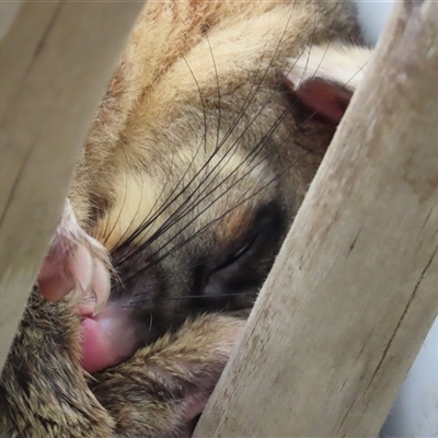 Trichosurus vulpecula (Common Brushtail Possum) at Sandstone Point, QLD - 17 Jan 2025 by lbradley