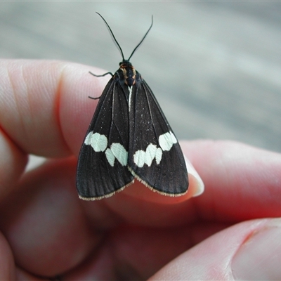 Nyctemera amicus (Senecio Moth, Magpie Moth, Cineraria Moth) at Undefined - 13 Jan 2004 by nancyp