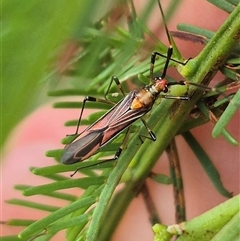 Rayieria acaciae (Acacia-spotting bug) at Marulan, NSW - 17 Jan 2025 by clarehoneydove