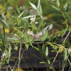 Ozothamnus stirlingii (Ovens Everlasting) at Geehi, NSW - 15 Jan 2025 by RAllen