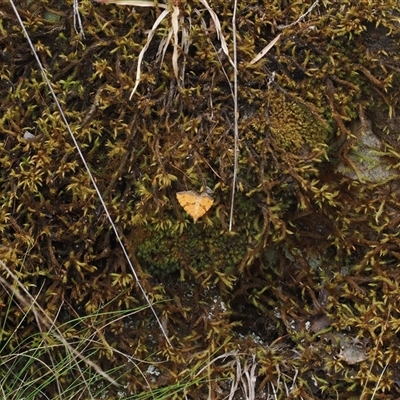 Chrysolarentia polyxantha (Yellow Carpet Moth) at Khancoban, NSW - 15 Jan 2025 by RAllen