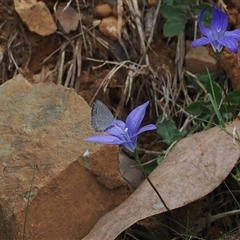 Zizina otis (Common Grass-Blue) at Geehi, NSW - 15 Jan 2025 by RAllen
