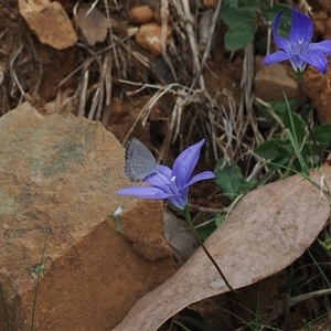 Zizina otis at Geehi, NSW by RAllen