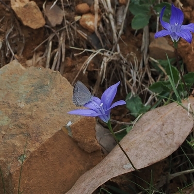 Zizina otis (Common Grass-Blue) at Geehi, NSW - 15 Jan 2025 by RAllen
