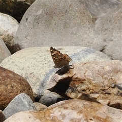 Junonia villida (Meadow Argus) at Geehi, NSW - 15 Jan 2025 by RAllen