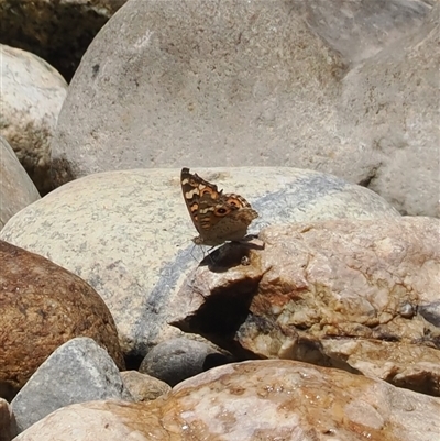 Junonia villida (Meadow Argus) at Geehi, NSW - 15 Jan 2025 by RAllen