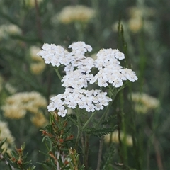 Achillea millefolium (Yarrow) at Jacobs River, NSW - 15 Jan 2025 by RAllen