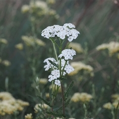 Achillea millefolium at Jacobs River, NSW - 15 Jan 2025 02:37 PM