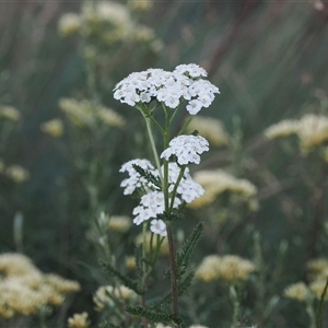 Achillea millefolium at Jacobs River, NSW - 15 Jan 2025 02:37 PM