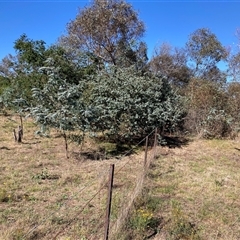 Acacia baileyana at Watson, ACT - 17 Jan 2025 11:39 AM