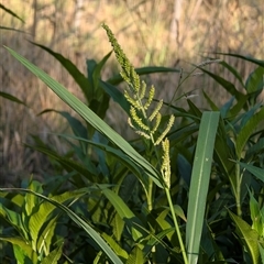 Echinochloa crus-galli (Barnyard Grass) at Cook, ACT - 17 Jan 2025 by TonyAshton