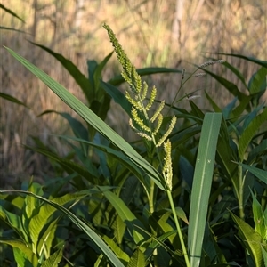 Echinochloa crus-galli at Cook, ACT - 17 Jan 2025 07:24 AM