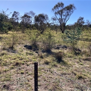 Rosa rubiginosa at Watson, ACT - 17 Jan 2025