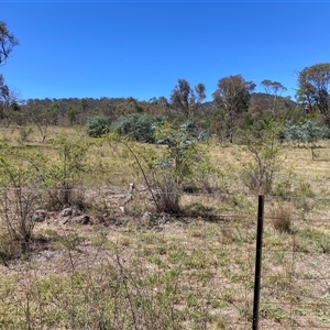 Rosa rubiginosa at Watson, ACT - 17 Jan 2025