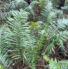 Pellaea falcata at Ulladulla, NSW - 16 Jan 2025 by Clarel