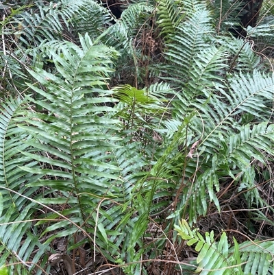 Pellaea falcata at Ulladulla, NSW - 16 Jan 2025 by Clarel