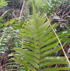 Telmatoblechnum indicum at Ulladulla, NSW - 17 Jan 2025 09:50 AM