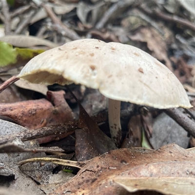 Unverified Cap on a stem; gills below cap [mushrooms or mushroom-like] at Ulladulla, NSW - 17 Jan 2025 by Clarel