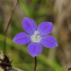 Wahlenbergia multicaulis at Lerida, NSW - 17 Jan 2025 by trevorpreston