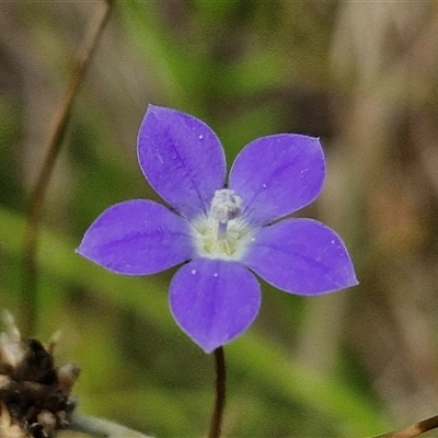 Wahlenbergia multicaulis at Lerida, NSW - 17 Jan 2025 by trevorpreston