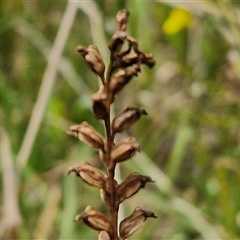 Microtis sp. (Onion Orchid) at Lerida, NSW - 17 Jan 2025 by trevorpreston