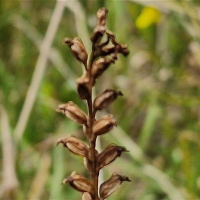 Microtis sp. (Onion Orchid) at Lerida, NSW - 17 Jan 2025 by trevorpreston