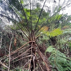 Cyathea cooperi (Straw Treefern) at Ulladulla, NSW - 16 Jan 2025 by Clarel