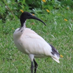 Threskiornis molucca (Australian White Ibis) at Sandstone Point, QLD - 17 Jan 2025 by lbradley