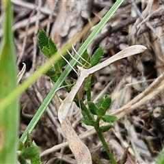 Hellinsia balanotes (Pterophorinae) at Lerida, NSW - 17 Jan 2025 by trevorpreston