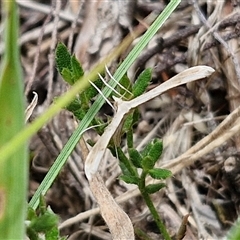 Hellinsia balanotes at Lerida, NSW - 17 Jan 2025 by trevorpreston