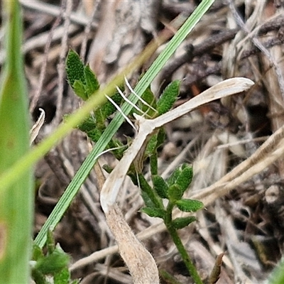 Hellinsia balanotes (Pterophorinae) at Lerida, NSW - 17 Jan 2025 by trevorpreston