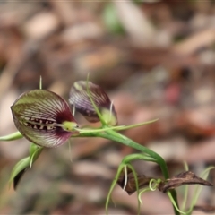 Cryptostylis erecta (Bonnet Orchid) at Ulladulla, NSW - 16 Jan 2025 by Clarel