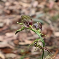 Cryptostylis erecta at Ulladulla, NSW - suppressed