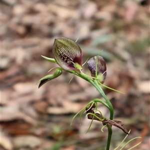 Cryptostylis erecta at Ulladulla, NSW - 17 Jan 2025