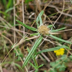 Unidentified Daisy at Lerida, NSW by trevorpreston