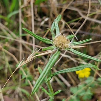 Euchiton sphaericus (star cudweed) at Lerida, NSW - 17 Jan 2025 by trevorpreston