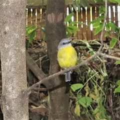 Eopsaltria australis (Eastern Yellow Robin) at Ulladulla, NSW - 17 Jan 2025 by Clarel