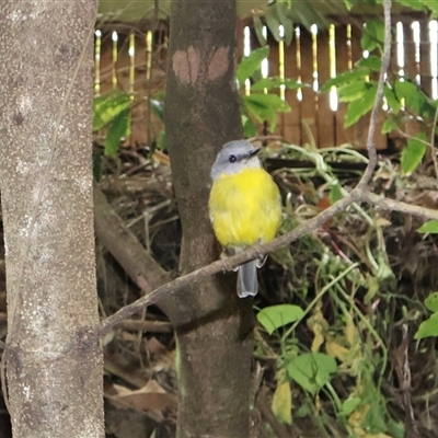 Eopsaltria australis (Eastern Yellow Robin) at Ulladulla, NSW - 16 Jan 2025 by Clarel