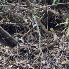 Eopsaltria australis at Ulladulla, NSW - 17 Jan 2025 10:24 AM