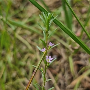 Lythrum hyssopifolia at Lerida, NSW - 17 Jan 2025 01:48 PM