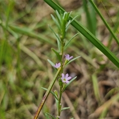 Lythrum hyssopifolia at Lerida, NSW - 17 Jan 2025 01:48 PM