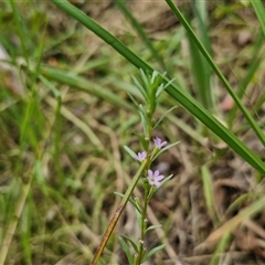 Lythrum hyssopifolia at Lerida, NSW - 17 Jan 2025 01:48 PM