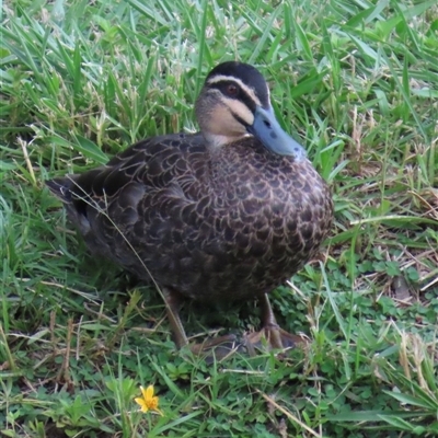 Anas superciliosa (Pacific Black Duck) at Sandstone Point, QLD - 17 Jan 2025 by lbradley