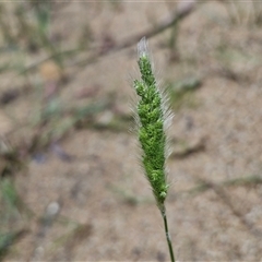 Unidentified Grass at Lerida, NSW - 17 Jan 2025 by trevorpreston